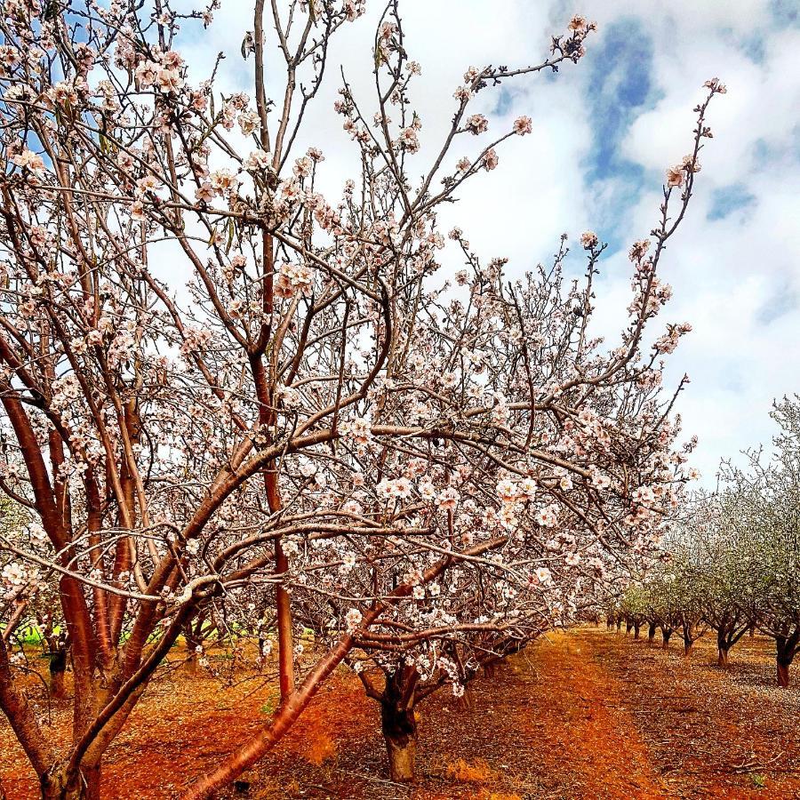 Kibbutz Nachshon Bed and Breakfast Buitenkant foto